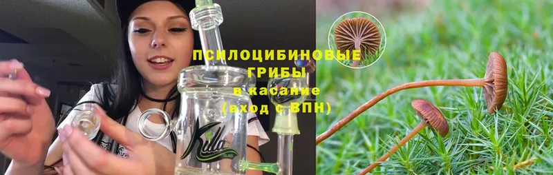 Галлюциногенные грибы Cubensis  наркошоп  Лыткарино 